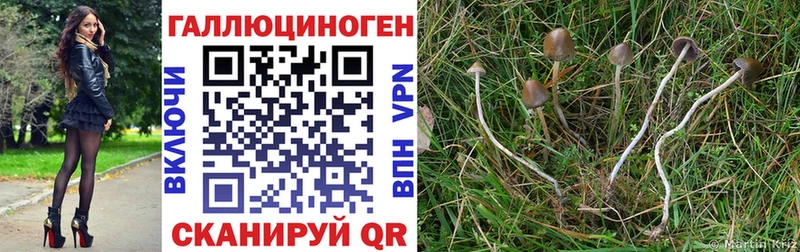 OMG ссылки  Дмитровск  Галлюциногенные грибы MAGIC MUSHROOMS 